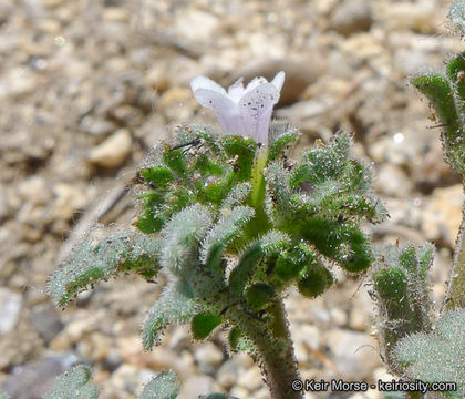 Phacelia affinis A. Gray的圖片