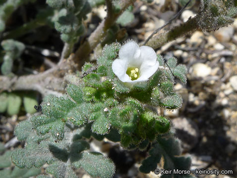 صورة Phacelia affinis A. Gray