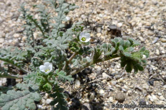 Phacelia affinis A. Gray的圖片