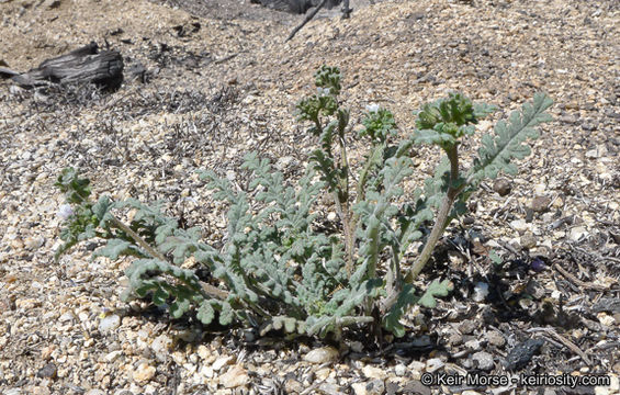 Phacelia affinis A. Gray的圖片