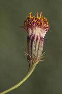 Image of San Felipe dogweed