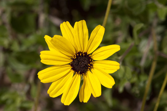 Imagem de Encelia californica Nutt.