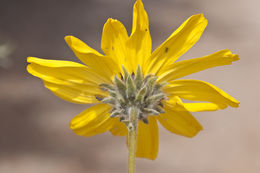 Sivun Encelia californica Nutt. kuva