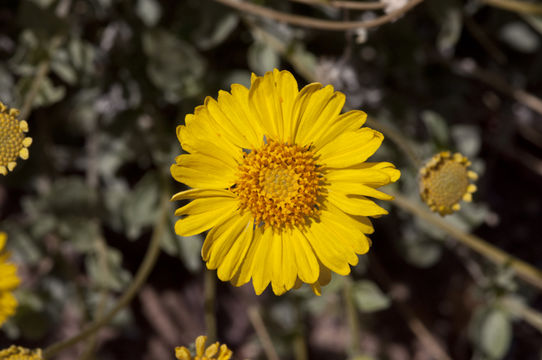 Sivun Encelia virginensis A. Nels. kuva