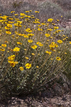 Sivun Encelia virginensis A. Nels. kuva