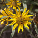 Helianthus gracilentus A. Gray的圖片