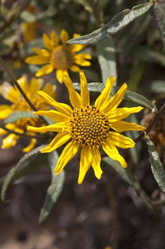 Image of slender sunflower