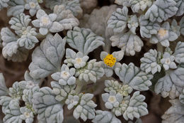 Plancia ëd Psathyrotes ramosissima (Torr.) A. Gray