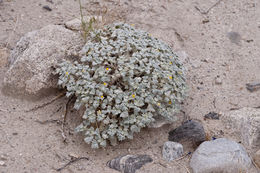 Plancia ëd Psathyrotes ramosissima (Torr.) A. Gray