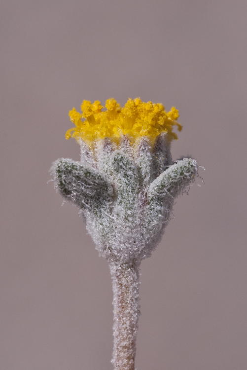 Plancia ëd Psathyrotes ramosissima (Torr.) A. Gray