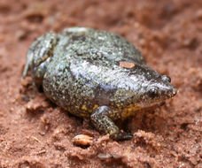 Image of Elachistocleis cesarii (Miranda-Ribeiro 1920)