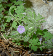 Image of hiddenflower phacelia