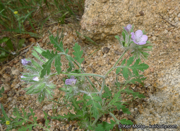 Image of hiddenflower phacelia