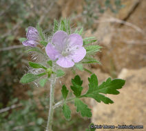 Image of hiddenflower phacelia