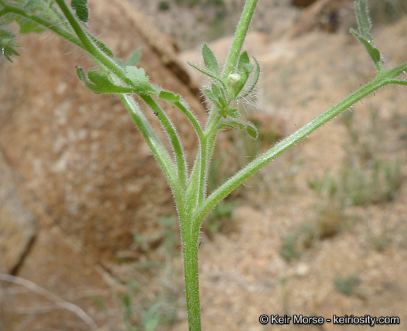 Image of hiddenflower phacelia