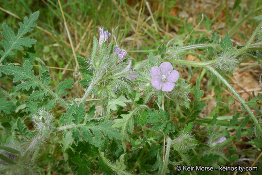 Image of hiddenflower phacelia