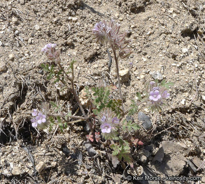 Image of hiddenflower phacelia