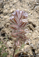 Image of hiddenflower phacelia