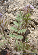 Image of hiddenflower phacelia