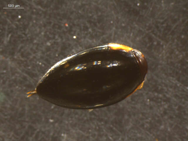 Image of Noterinae