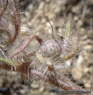 Image of hiddenflower phacelia