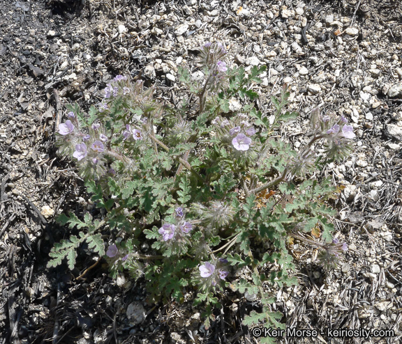 Image of hiddenflower phacelia