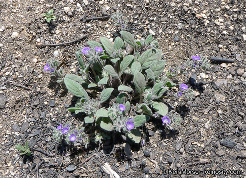 Image de Phacelia curvipes Torr. ex S. Wats.