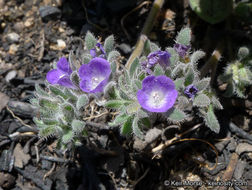 Image de Phacelia curvipes Torr. ex S. Wats.