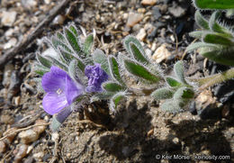 Image de Phacelia curvipes Torr. ex S. Wats.