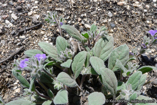 Image of Washoe phacelia