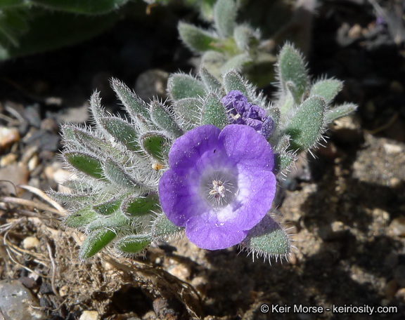 Image de Phacelia curvipes Torr. ex S. Wats.