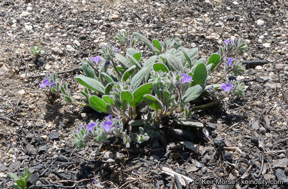 Image de Phacelia curvipes Torr. ex S. Wats.