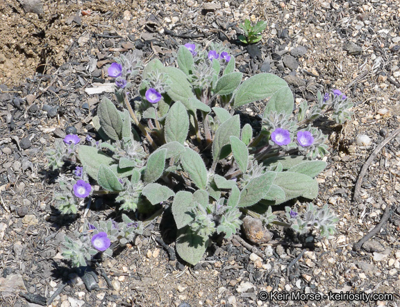 Image de Phacelia curvipes Torr. ex S. Wats.