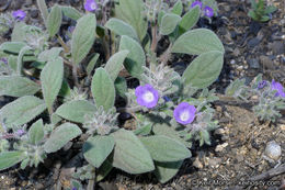 Image de Phacelia curvipes Torr. ex S. Wats.