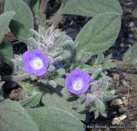 Image de Phacelia curvipes Torr. ex S. Wats.