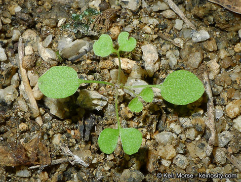 Image of woodland pterostegia