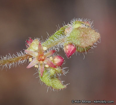 Image of woodland pterostegia