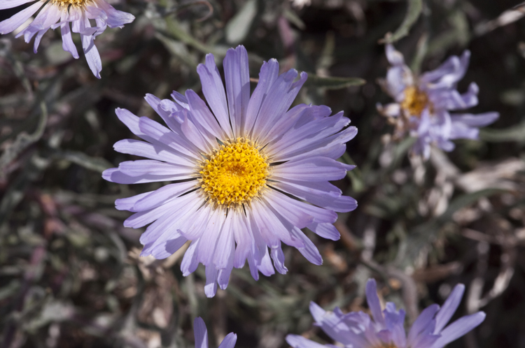 Image of Mojave woodyaster