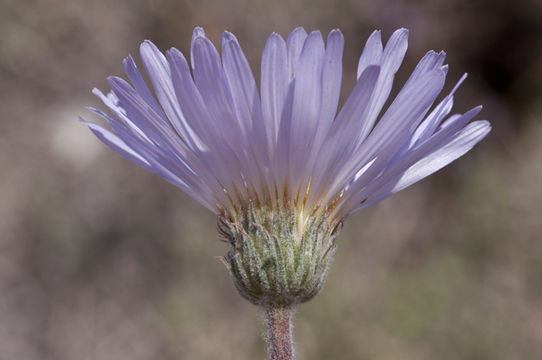 Image of Mojave woodyaster