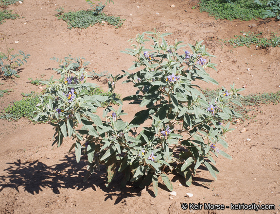 Image de Solanum elaeagnifolium Cav.