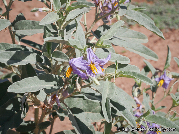 Image de Solanum elaeagnifolium Cav.