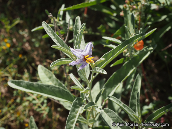 Image de Solanum elaeagnifolium Cav.