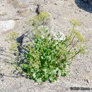 Image of southern umbrellawort