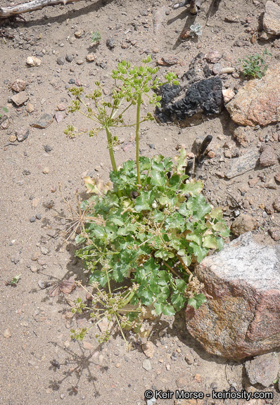 Image of southern umbrellawort