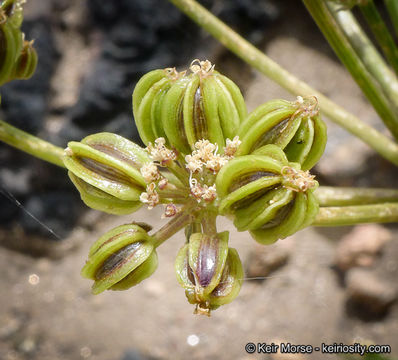 Plancia ëd Tauschia arguta (Torr. & Gray) J. F. Macbr.