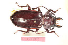 Image of Macrotomini