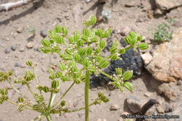 Image of southern umbrellawort