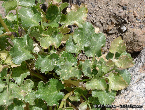 Image de Tauschia arguta (Torr. & Gray) J. F. Macbr.