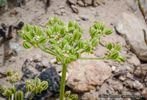 Image of southern umbrellawort