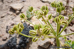 Image of southern umbrellawort